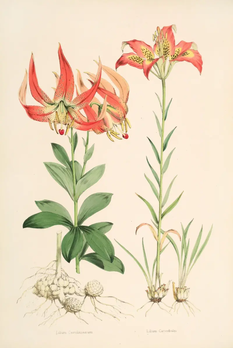 Lilium Carolinianum, Walter Hood Fitch