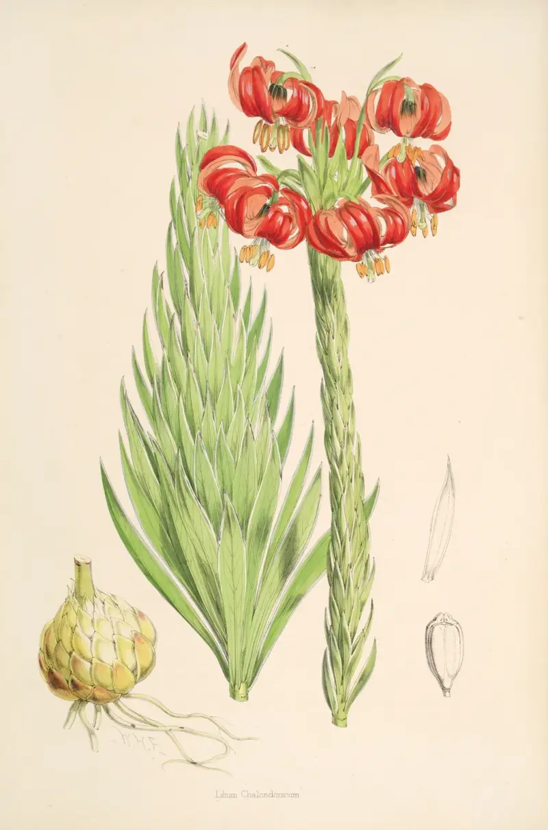 Lilium Chalcedonicum, Walter Hood Fitch