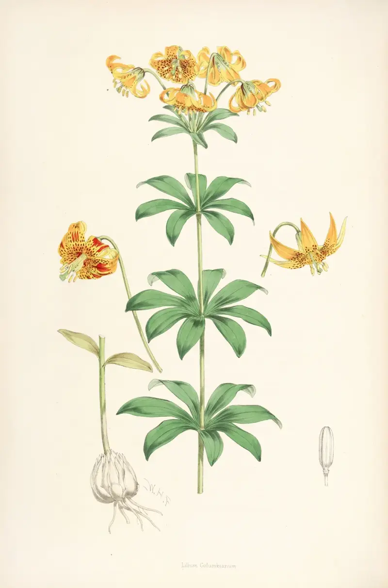 Lilium Columbianum, Walter Hood Fitch