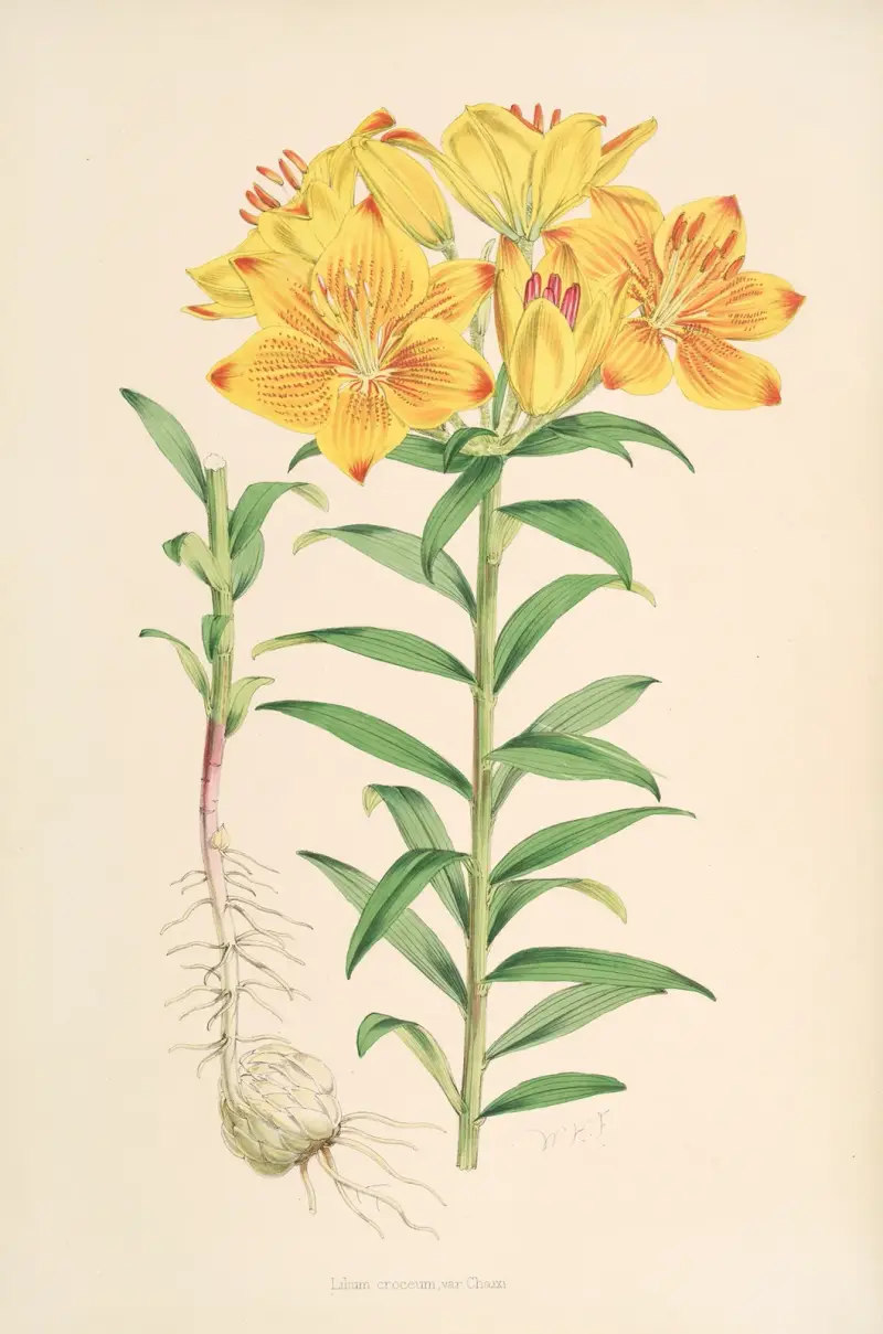 Lilium Croceum, Walter Hood Fitch