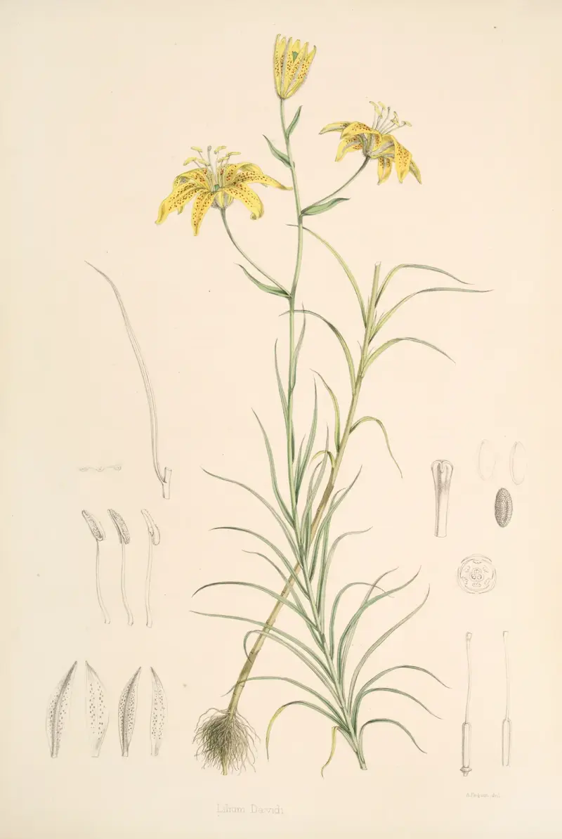 Lilium Davidi, Walter Hood Fitch