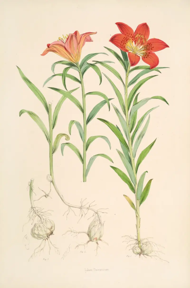 Lilium Davuricum, Walter Hood Fitch