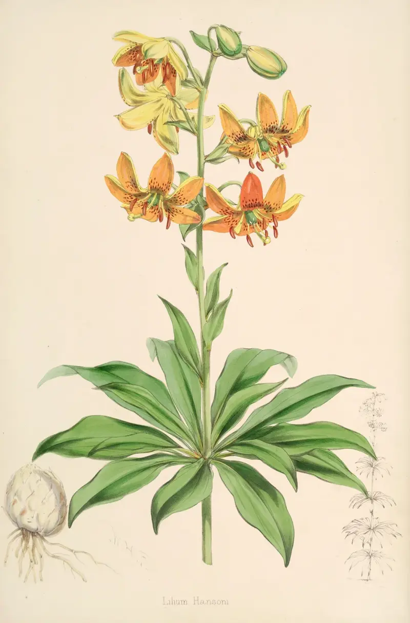 Lilium Hansoni, Walter Hood Fitch