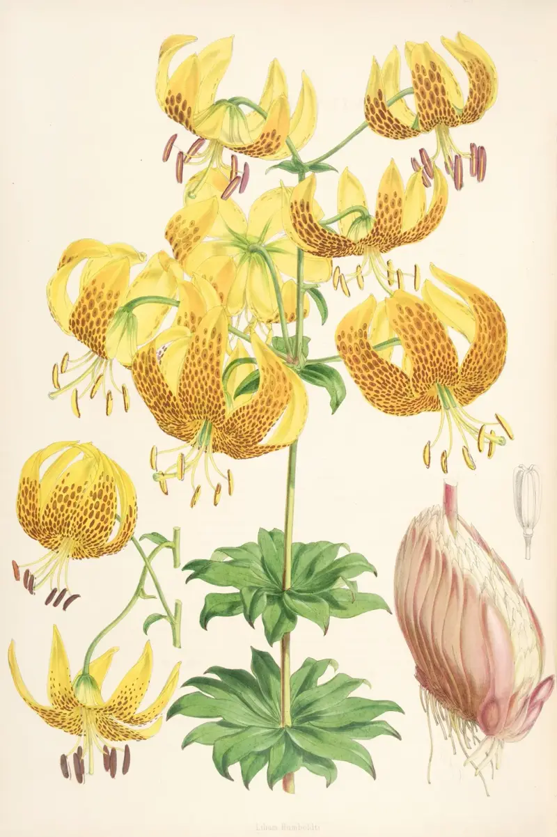 Lilium Humboldti, Walter Hood Fitch