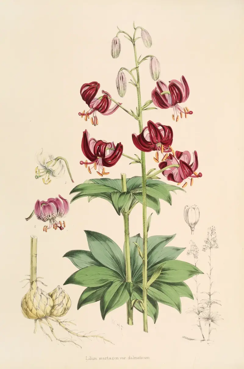 Lilium martagon var dalmaticum, Walter Hood Fitch