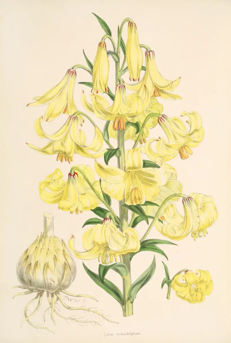 Lilium Monadelphum, Walter Hood Fitch