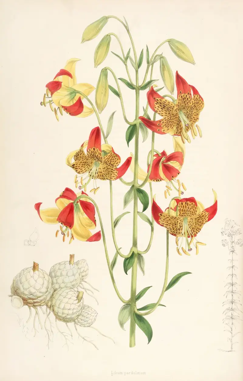 Lilium pardalinum, Walter Hood Fitch