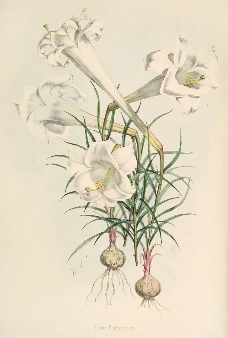 Lilium Philipinense, Walter Hood Fitch