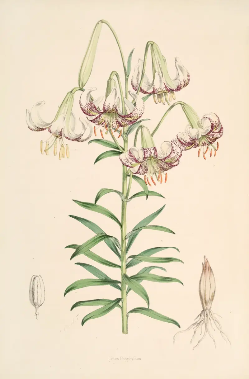 Lilium Polyphyllum, Walter Hood Fitch