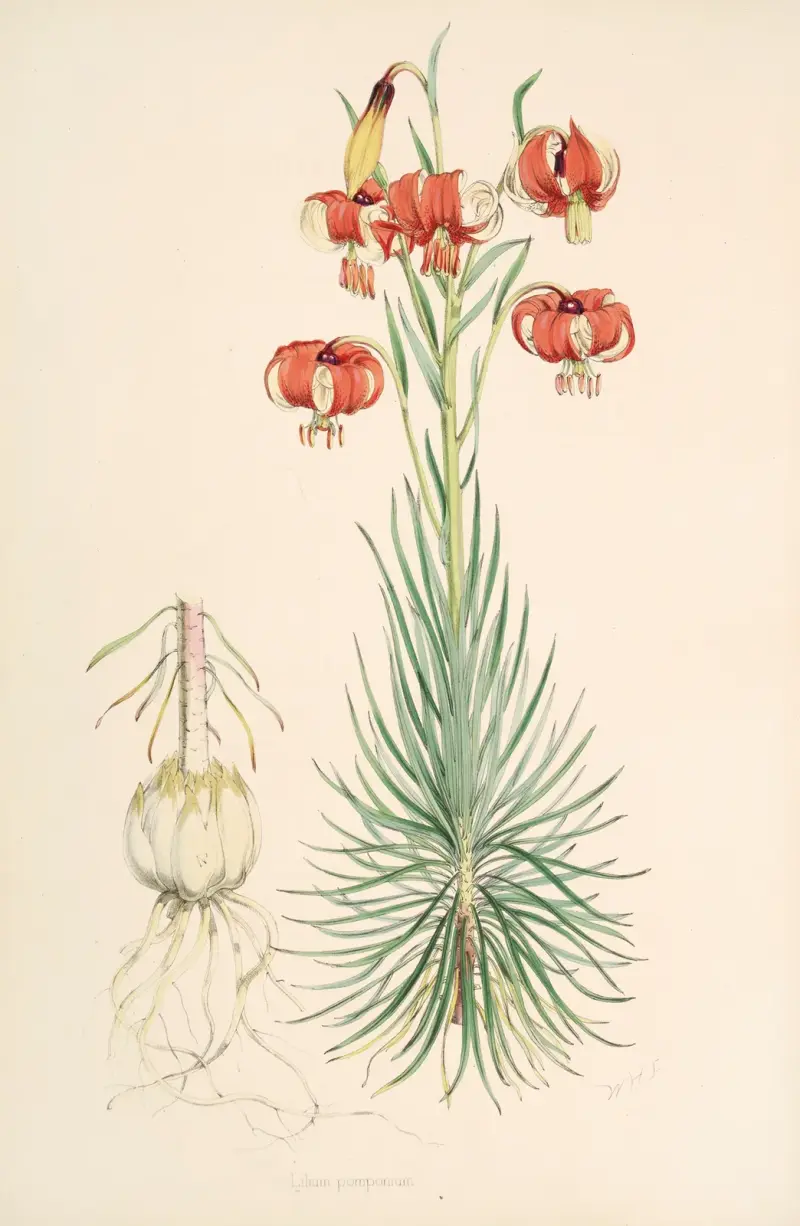 Lilium Pomponium, Walter Hood Fitch
