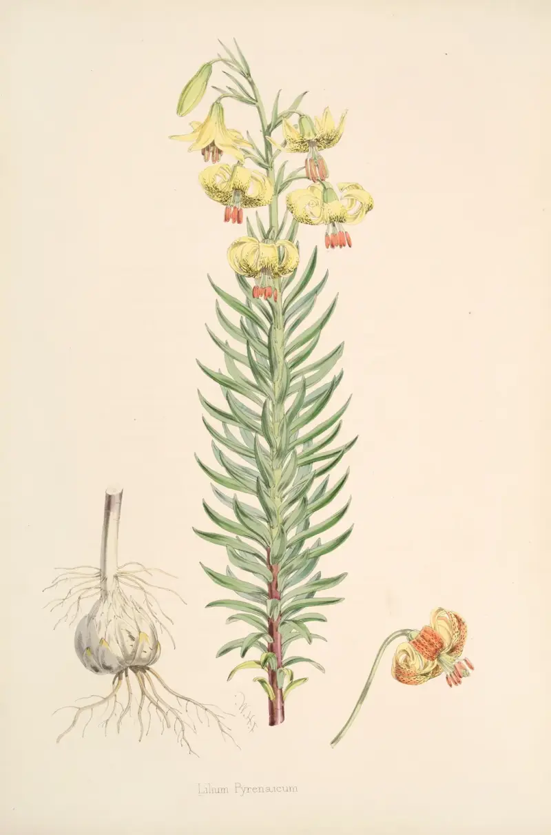 Lilium Pyrenaicum, Walter Hood Fitch