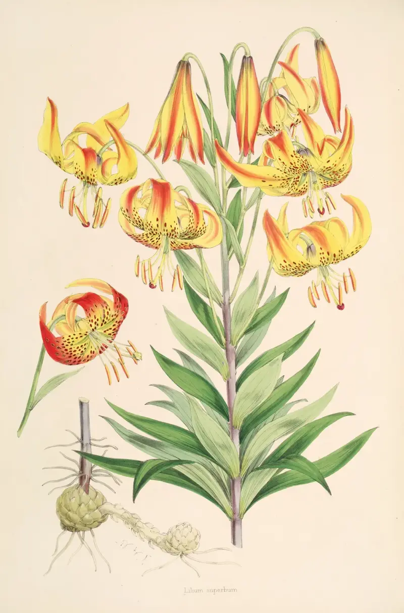 Lilium superbum, Walter Hood Fitch