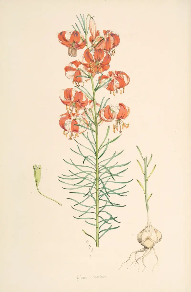 Lilium Tenuifolium, Walter Hood Fitch