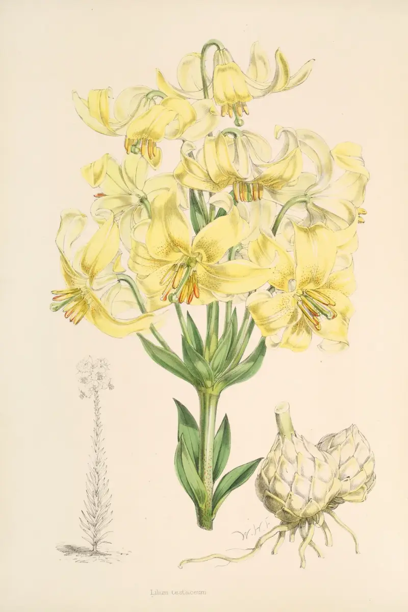 Lilium testaceum, Walter Hood Fitch