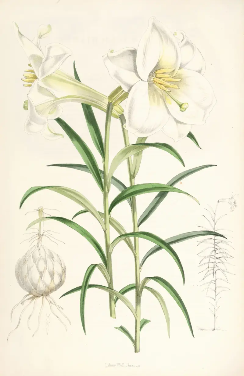 Lilium Wallichianum, Walter Hood Fitch