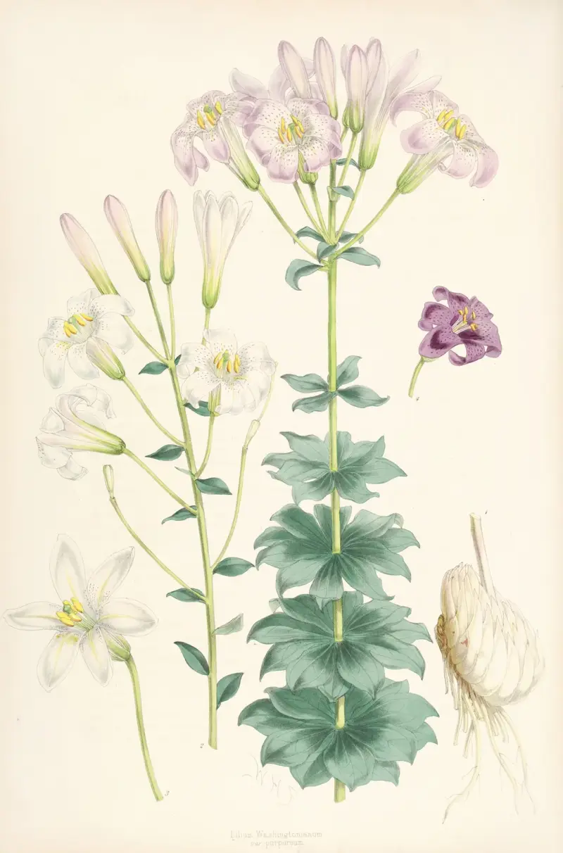 Lilium Washingtonianum var purpureum, Walter Hood Fitch