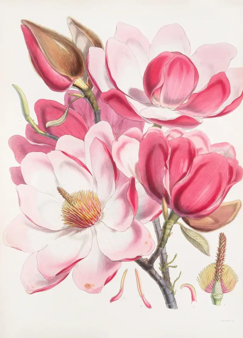 Magnolia Campbellii, H.f. et T. (Flowering plant)., 1855 – nr 1 av Walter Hood Fitch