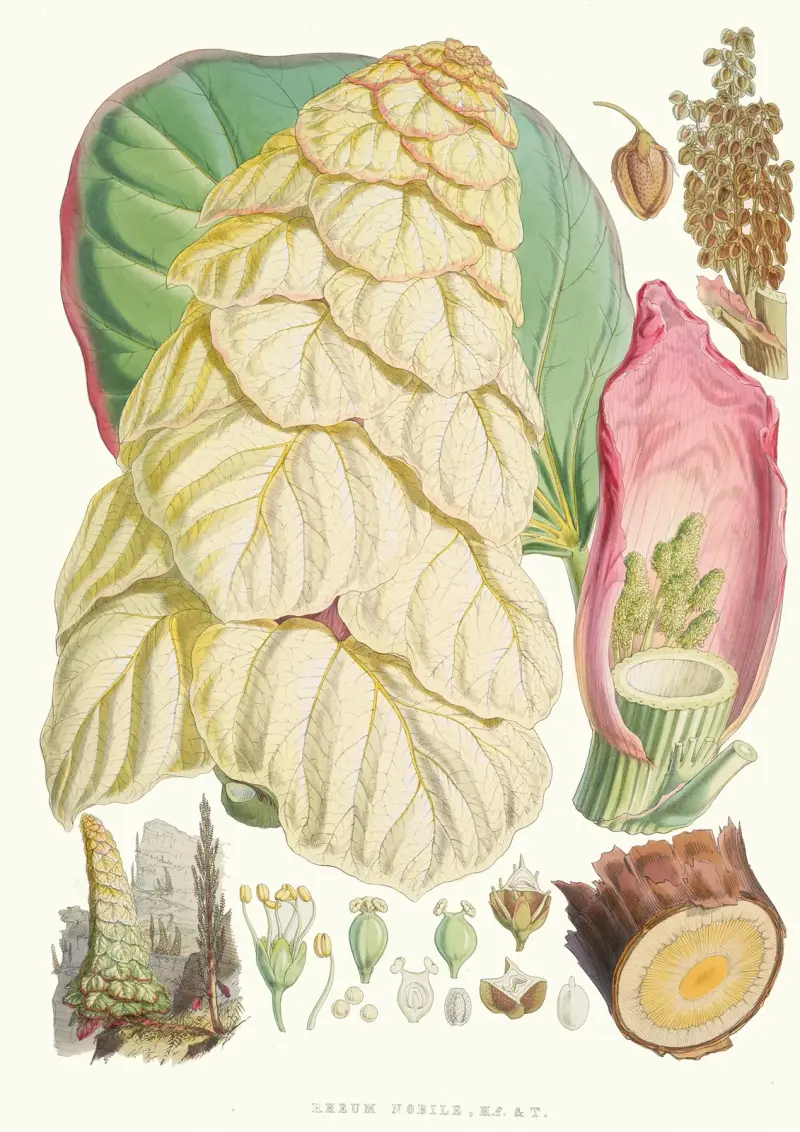 Rheum Nobile, H.f.and T., Walter Hood Fitch