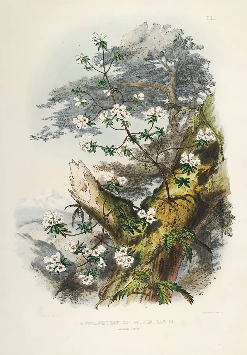 The Rhododendrons of Sikkim-Himalaya Pl.01, Walter Hood Fitch