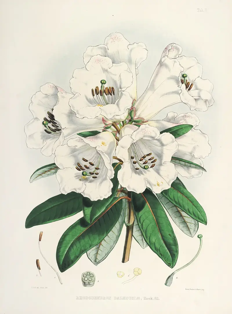 The Rhododendrons of Sikkim-Himalaya Pl.02, Walter Hood Fitch