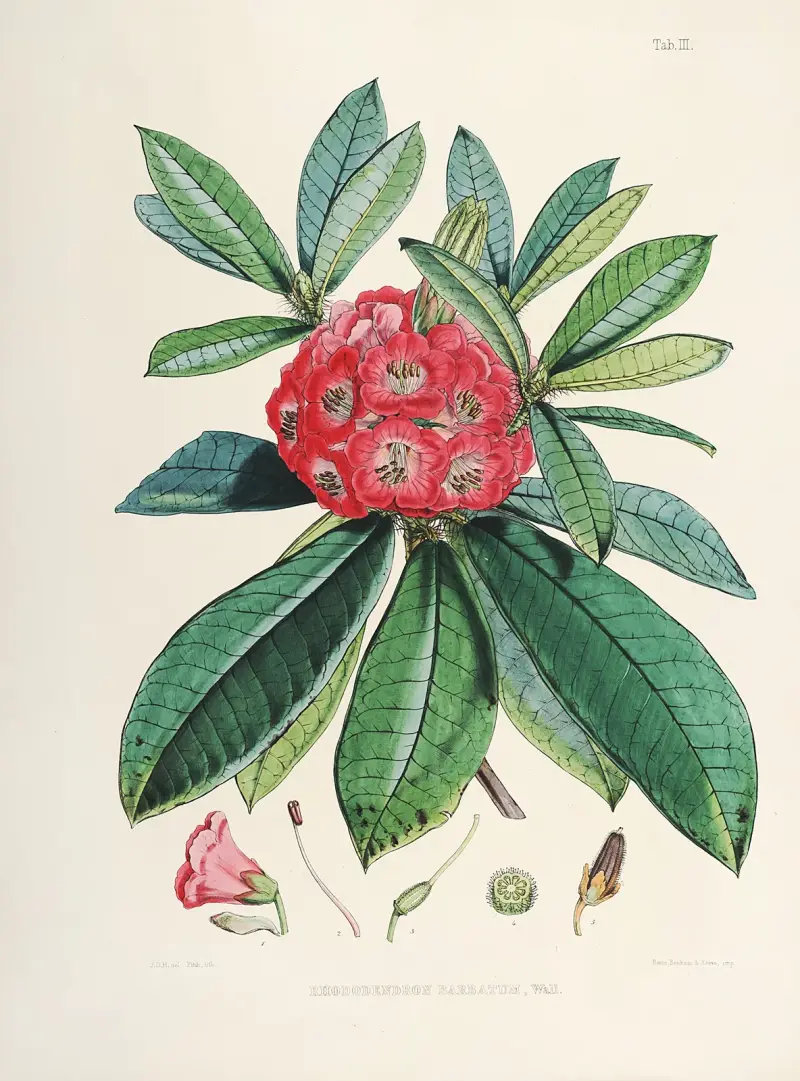 The Rhododendrons of Sikkim-Himalaya Pl.03, Walter Hood Fitch