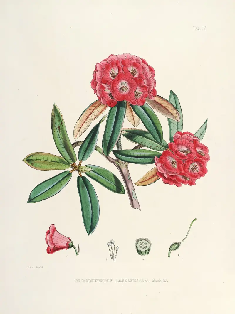 The Rhododendrons of Sikkim-Himalaya Pl.04, Walter Hood Fitch
