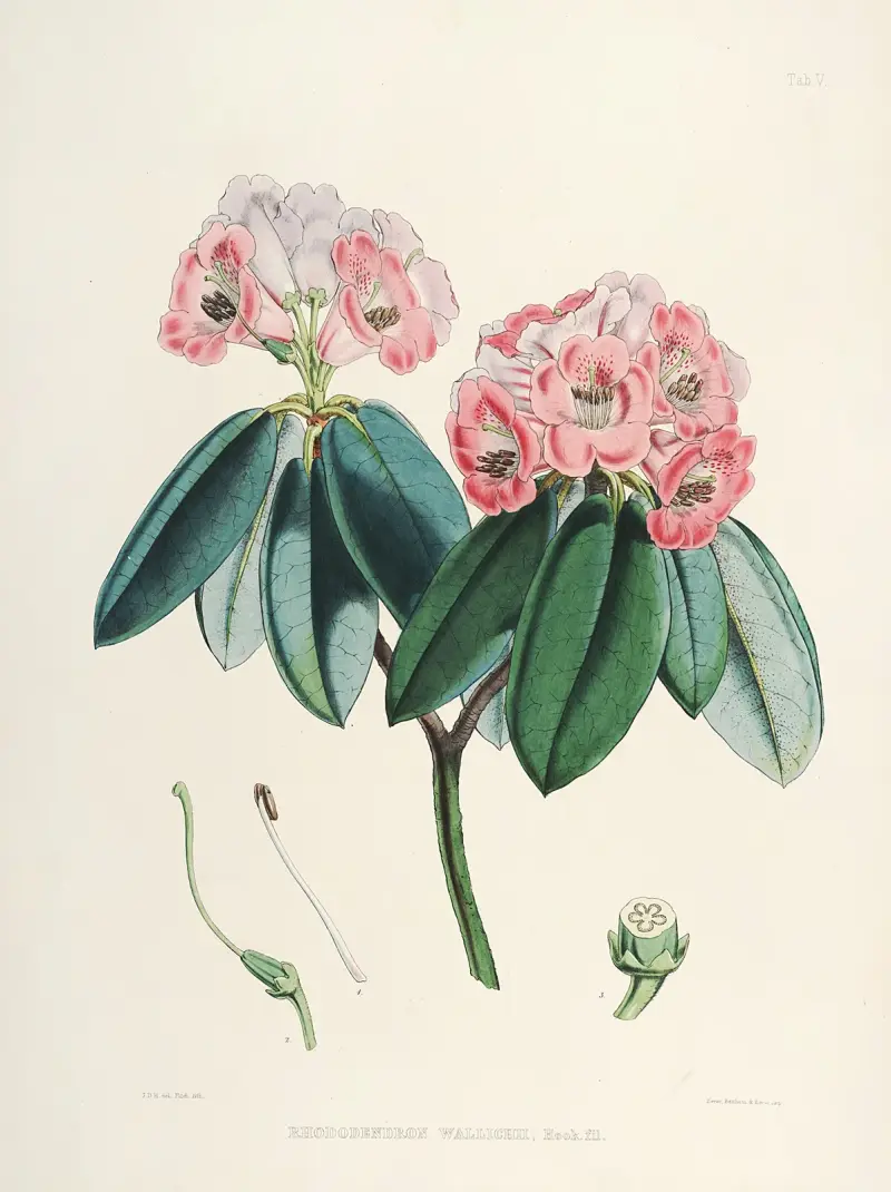 The Rhododendrons of Sikkim-Himalaya Pl.05, Walter Hood Fitch