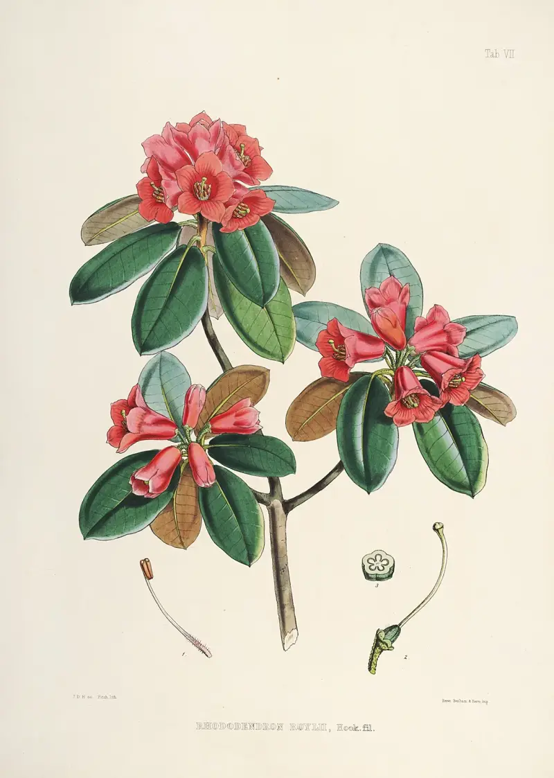 The Rhododendrons of Sikkim-Himalaya Pl.07, Walter Hood Fitch