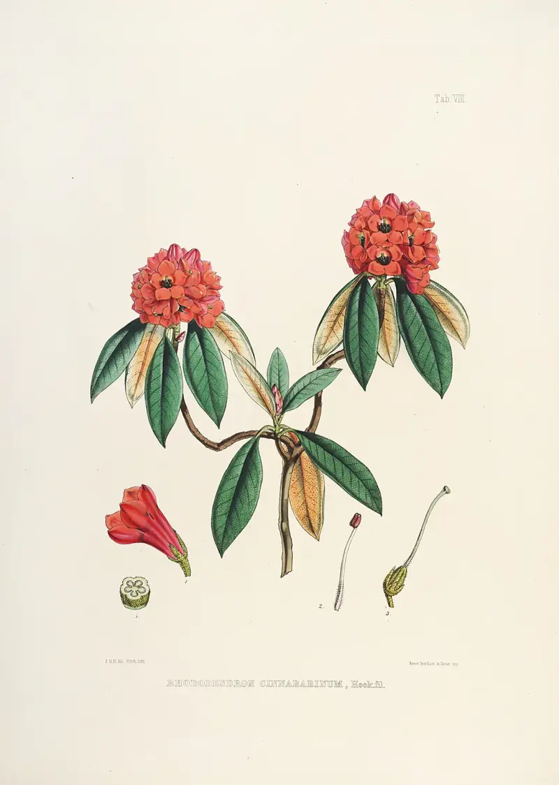 The Rhododendrons of Sikkim-Himalaya Pl.08, Walter Hood Fitch