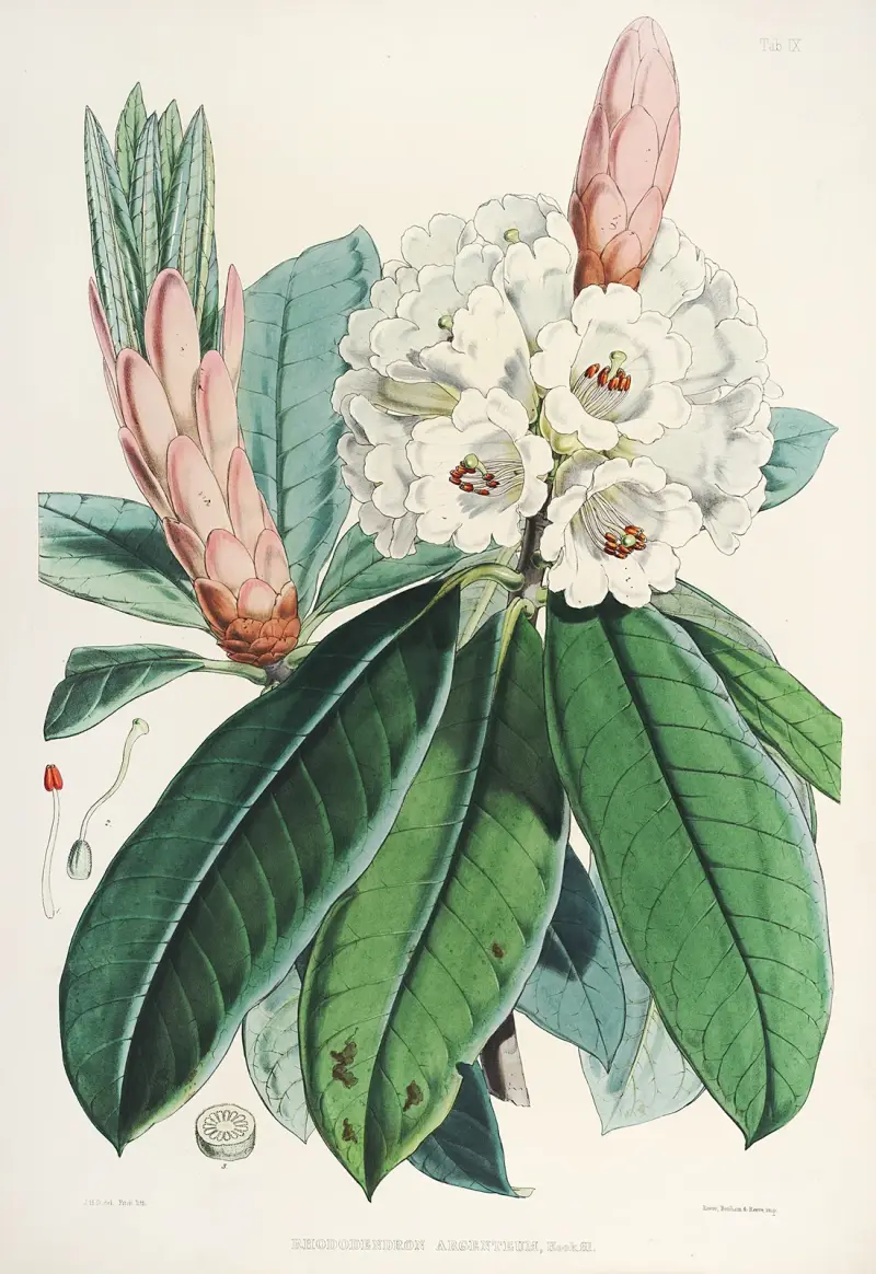 The Rhododendrons of Sikkim-Himalaya Pl.09, Walter Hood Fitch