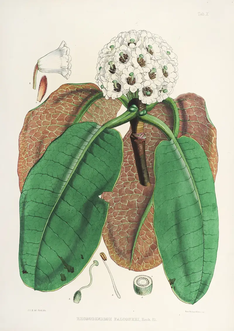 The Rhododendrons of Sikkim-Himalaya Pl.10, Walter Hood Fitch