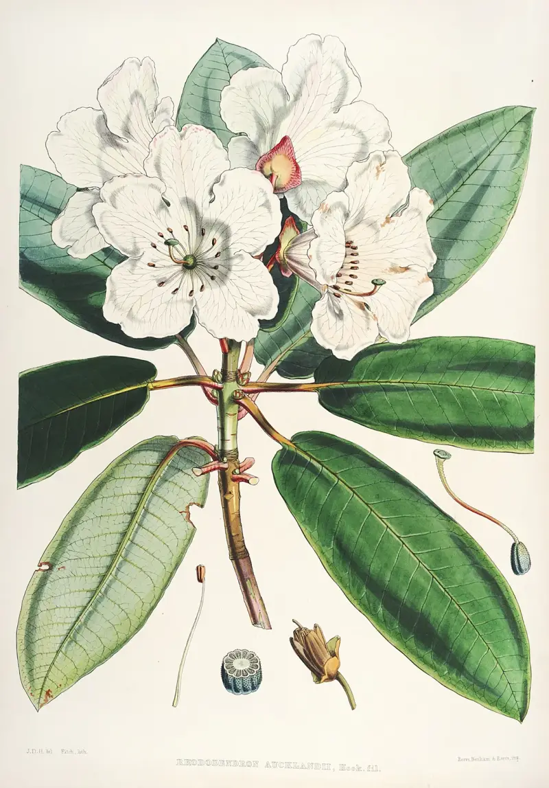 The Rhododendrons of Sikkim-Himalaya Pl.11, Walter Hood Fitch