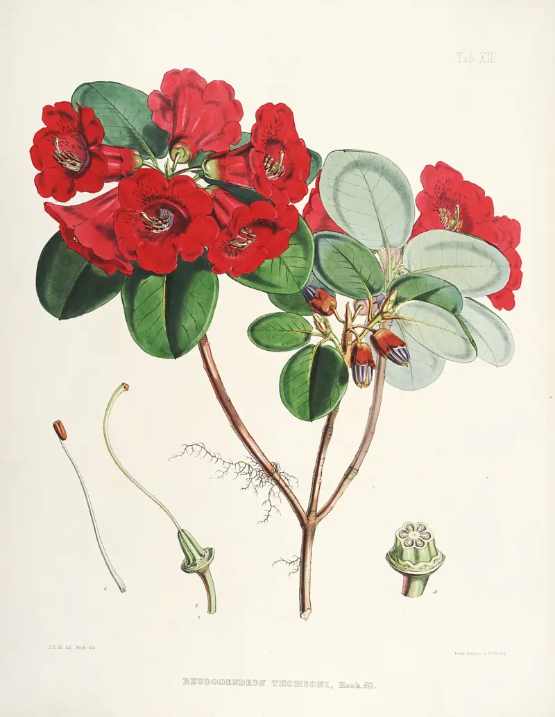 The Rhododendrons of Sikkim-Himalaya Pl.12, Walter Hood Fitch