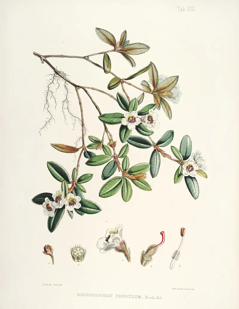 The Rhododendrons of Sikkim-Himalaya Pl.13, Walter Hood Fitch