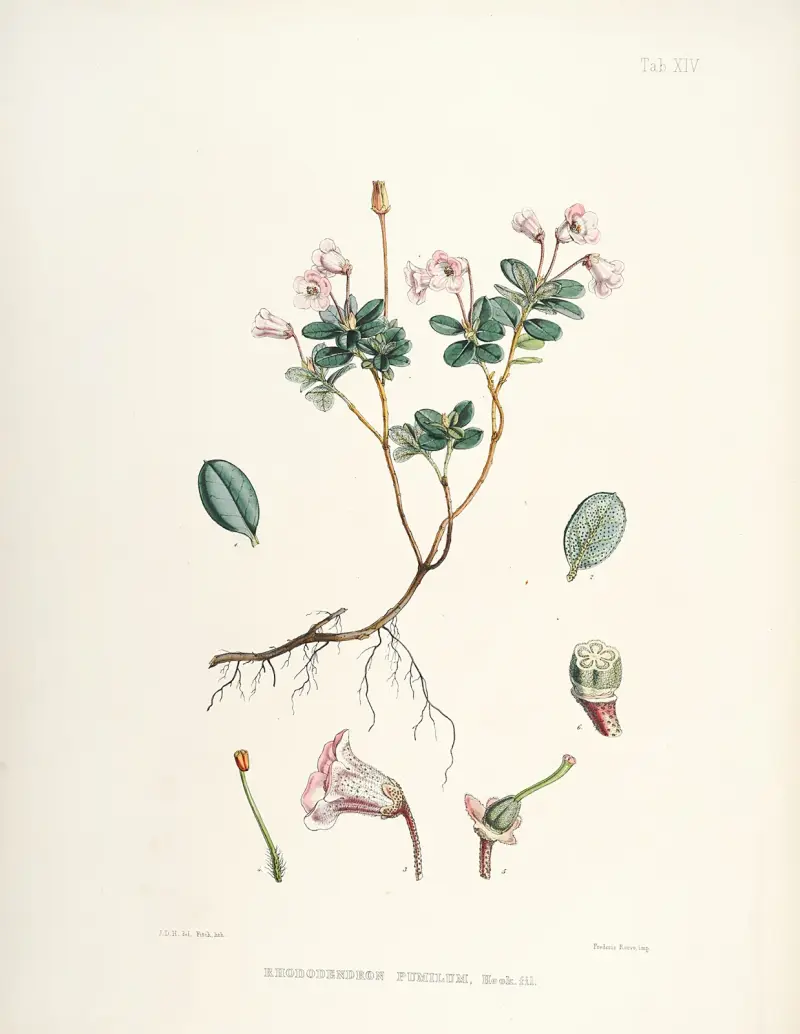 The Rhododendrons of Sikkim-Himalaya Pl.14, Walter Hood Fitch