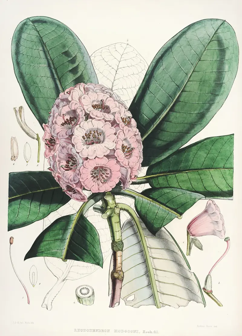 The Rhododendrons of Sikkim-Himalaya Pl.15, Walter Hood Fitch