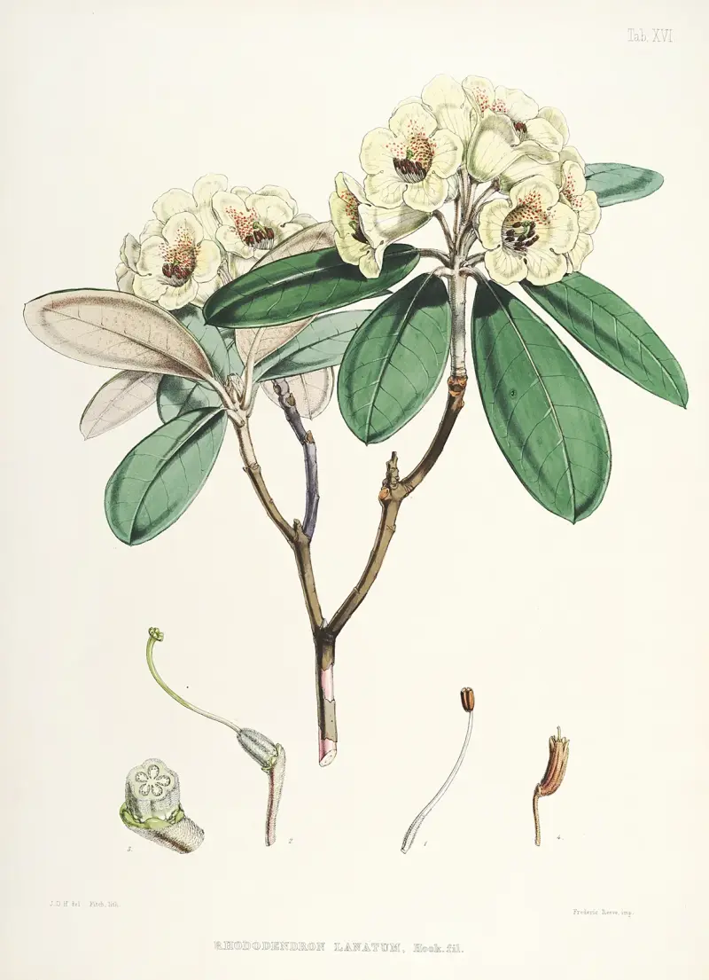 The Rhododendrons of Sikkim-Himalaya Pl.16, Walter Hood Fitch