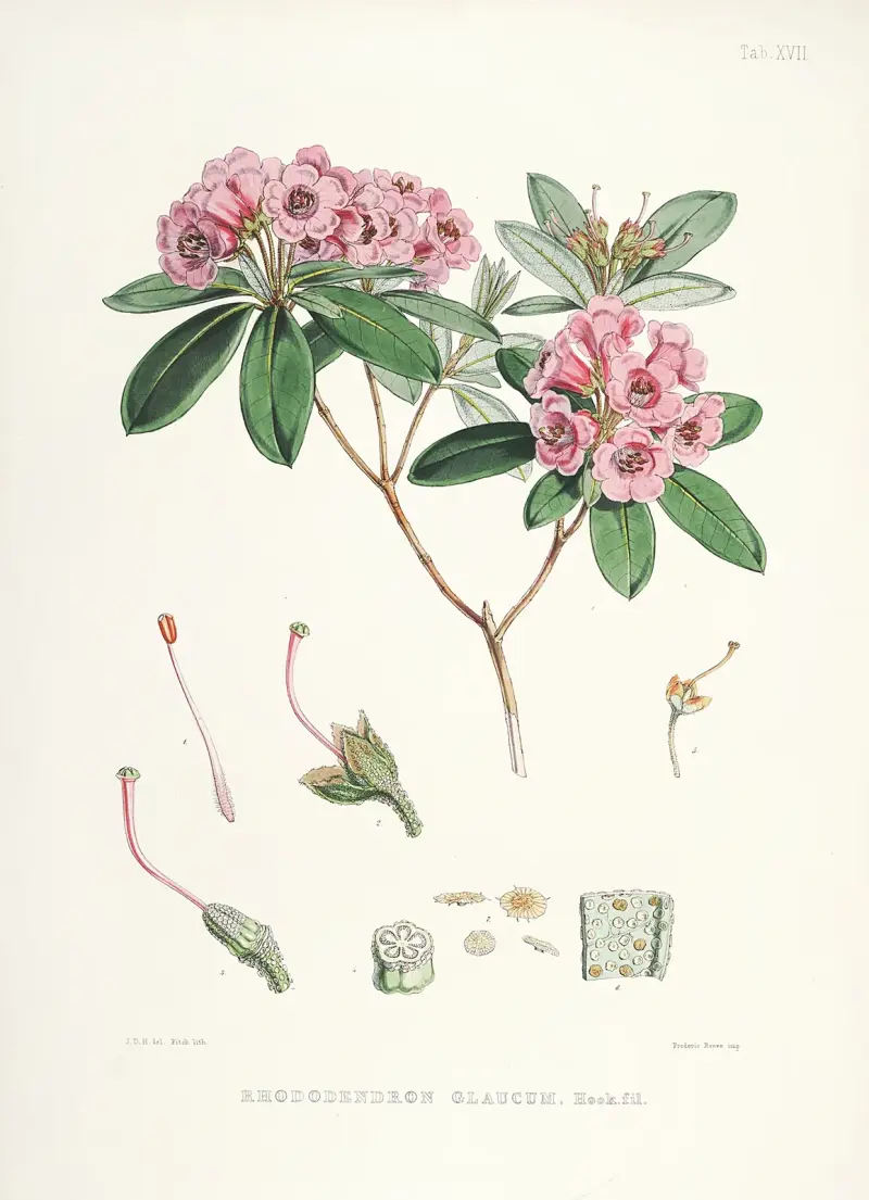 The Rhododendrons of Sikkim-Himalaya Pl.17, Walter Hood Fitch