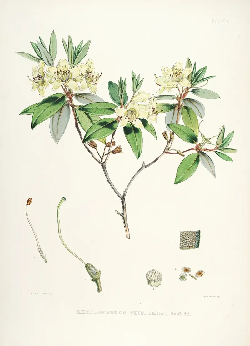 The Rhododendrons of Sikkim-Himalaya Pl.19, Walter Hood Fitch