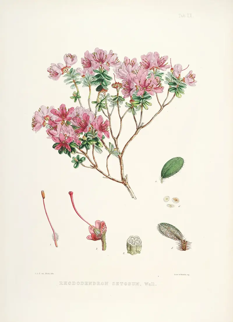 The Rhododendrons of Sikkim-Himalaya Pl.20, Walter Hood Fitch