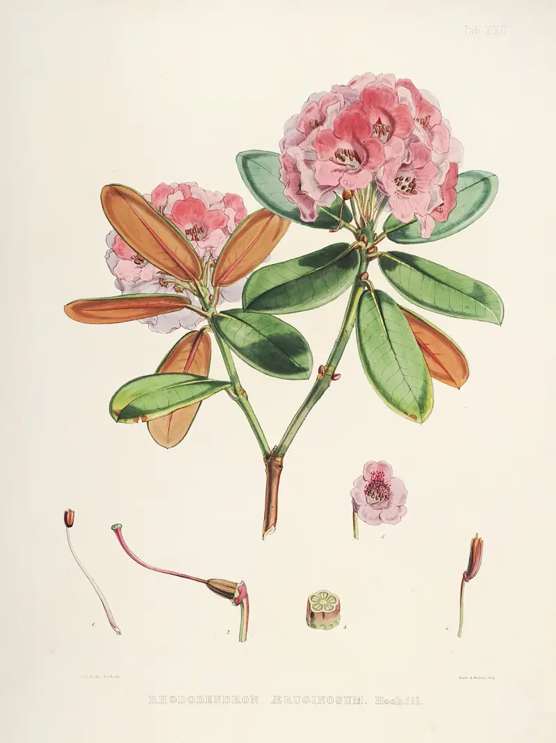 The Rhododendrons of Sikkim-Himalaya Pl.22, Walter Hood Fitch