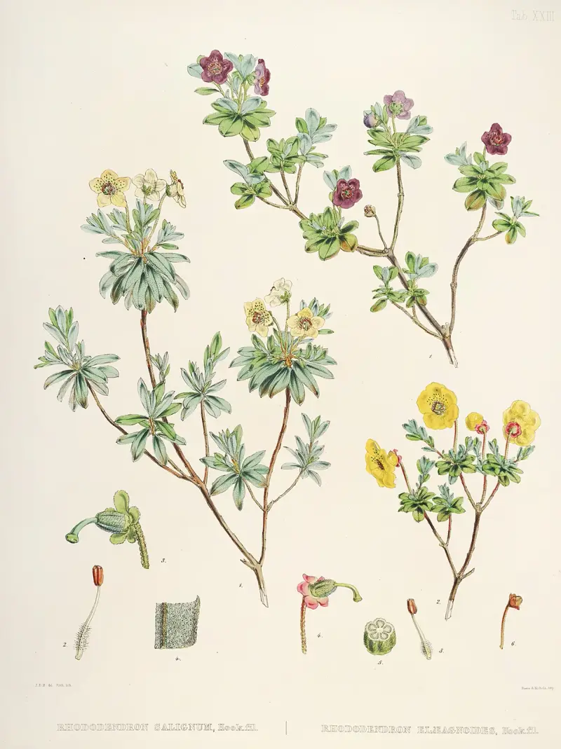 The Rhododendrons of Sikkim-Himalaya Pl.23, Walter Hood Fitch