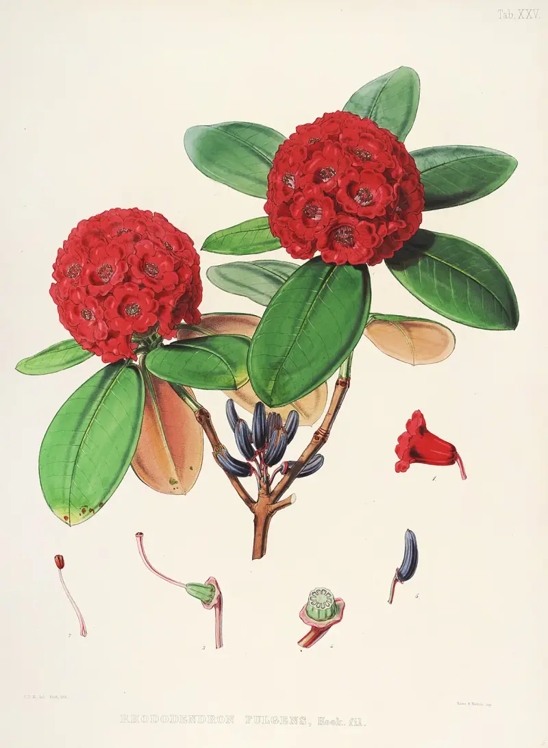 The Rhododendrons of Sikkim-Himalaya Pl.25, Walter Hood Fitch