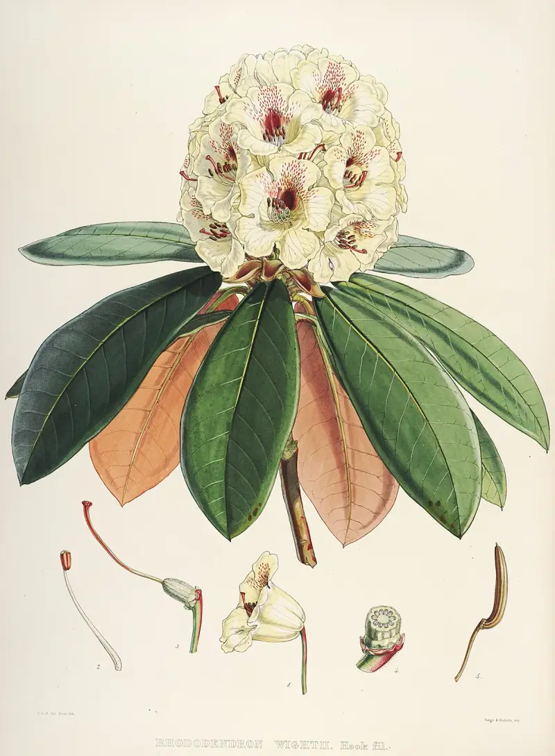 The Rhododendrons of Sikkim-Himalaya Pl.27, Walter Hood Fitch
