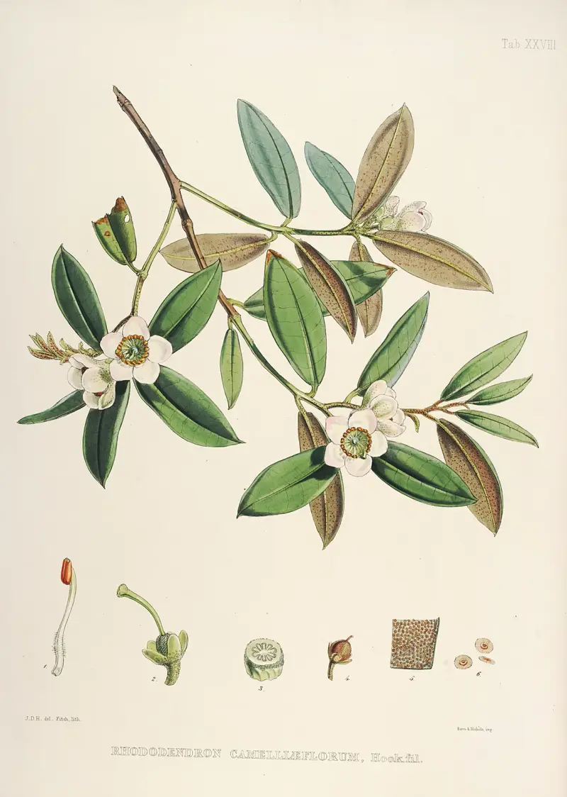 The Rhododendrons of Sikkim-Himalaya Pl.28, Walter Hood Fitch