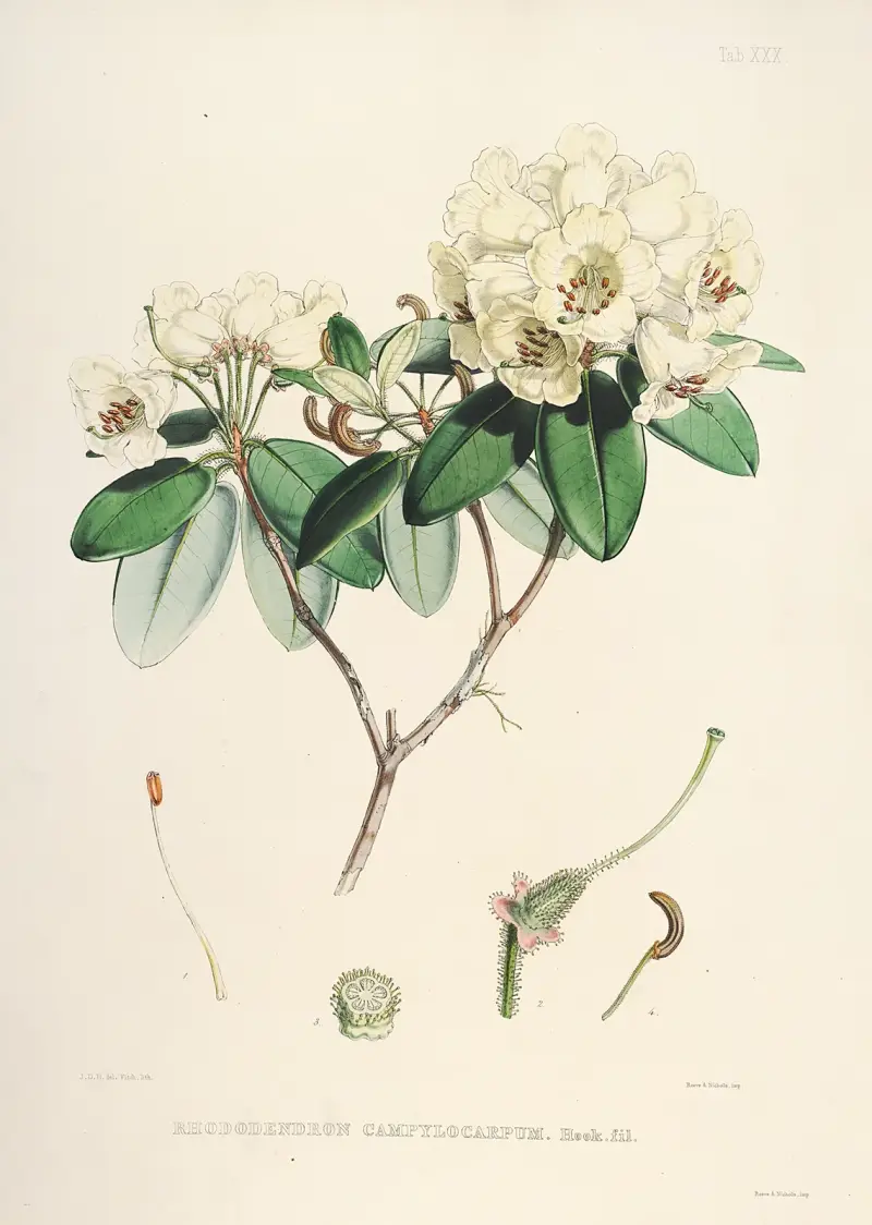 The Rhododendrons of Sikkim-Himalaya Pl.30, Walter Hood Fitch