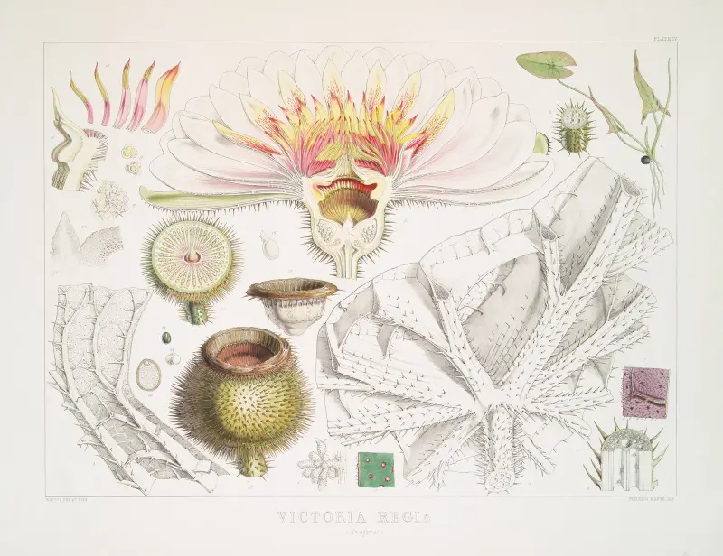 Victoria Regia. (Analyses), Walter Hood Fitch