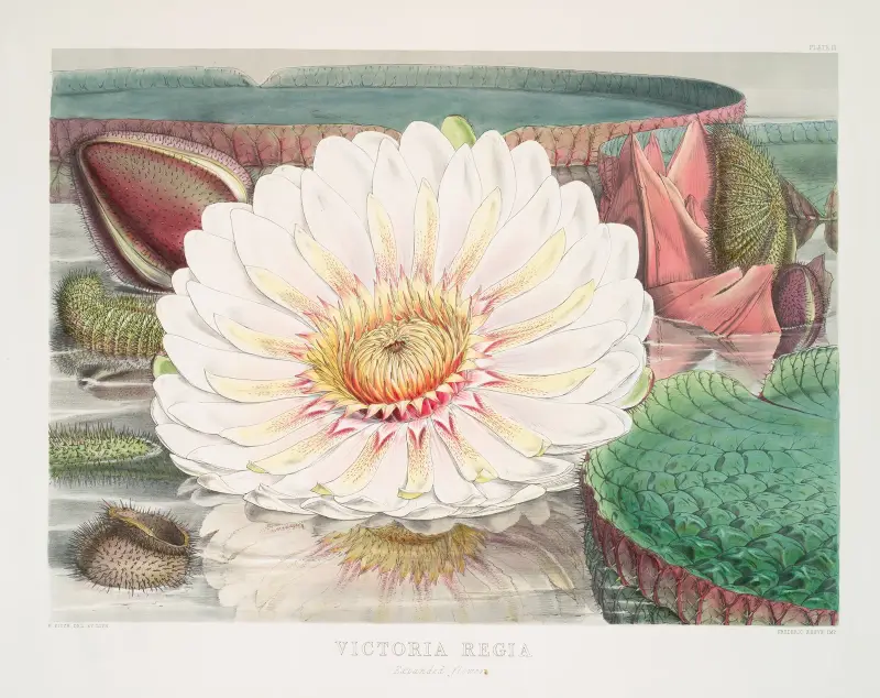 Victoria Regia (Expanded Flower), Walter Hood Fitch