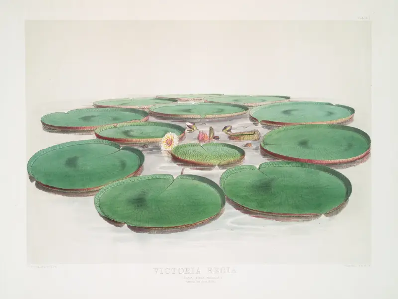 Victoria Regia, Walter Hood Fitch