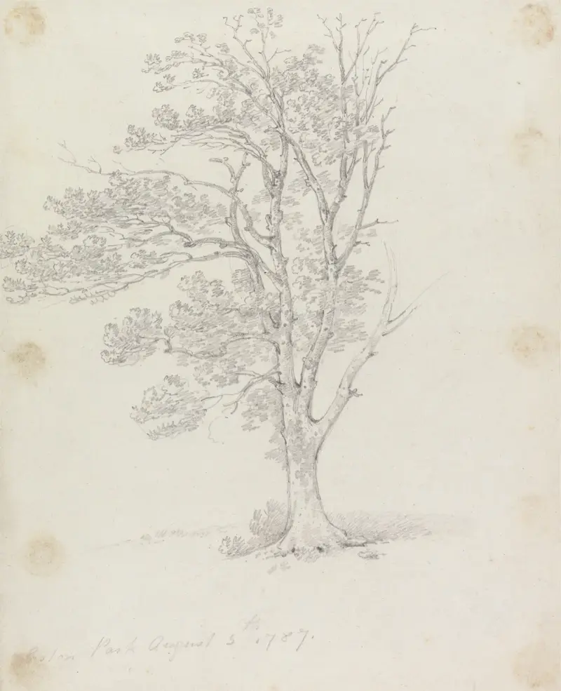 Tree at Easton Park av George Howland Beaumont